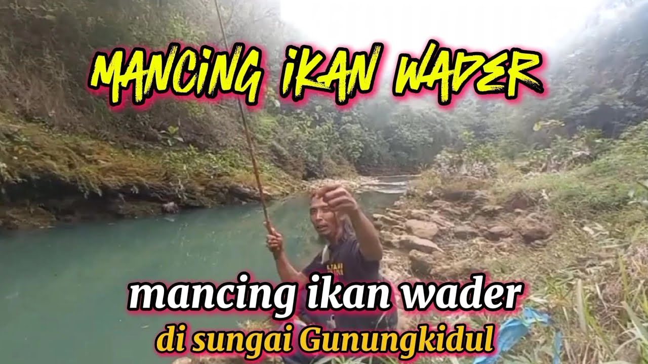 TIDAK TERDUGA...!! MANCING IKAN WADER || DI SUNGAI GUNUNGKIDUL