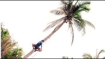 Thợ Cưa Hạ Những Cây Dừa Cao Siêu Nhanh/ Tung Vlog