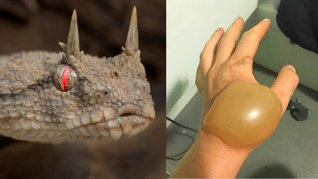 В 100 Раз Больше Яда Чем У Кобры! Самое Ядовитое Животное в Мире - YouTube