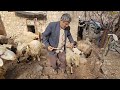 Nomadic hard work: Berko bread and treating sheep with love