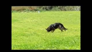 Tracking of quva 20161026