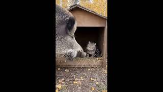 Vahşi̇ Doğada Anne Olmak.