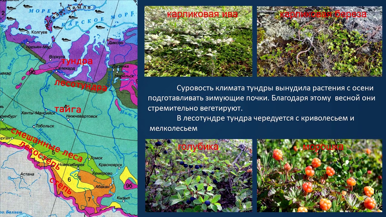 Различия природы европейской части россии и сибири