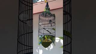 Cucak Kombo bongkar kingfisher