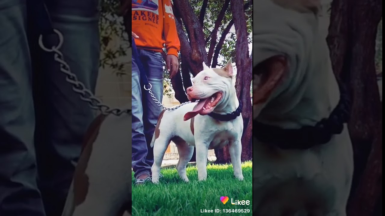 Tik tok famous pitbull dog YouTube