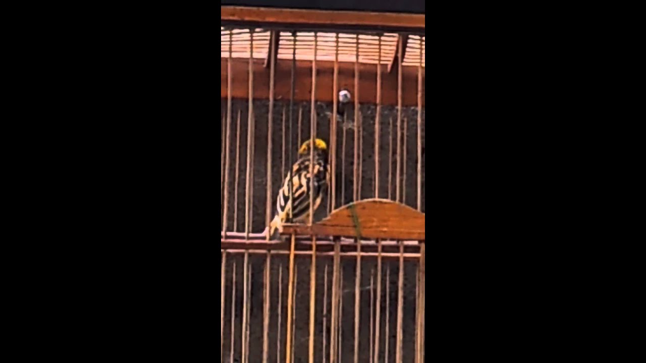 Burung Manyar Kepala Emas Harian Ngacor By Komunitas Kicau Burung