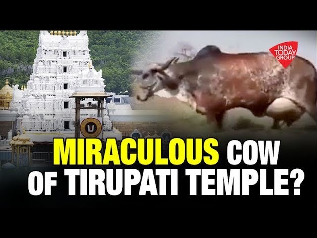 Does Tirupati Temple Use The Milk Of Only These Special Cows For Puja Youtube Does Tirupati Temple Use The Milk Of Only These Special Cows For Puja Youtube