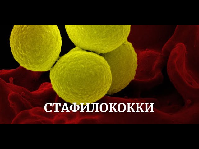 Стафилококки (Staphilococcus Aureus, Epidermidis, Saprophyticus) Патогенез, Диагностика, Лечение