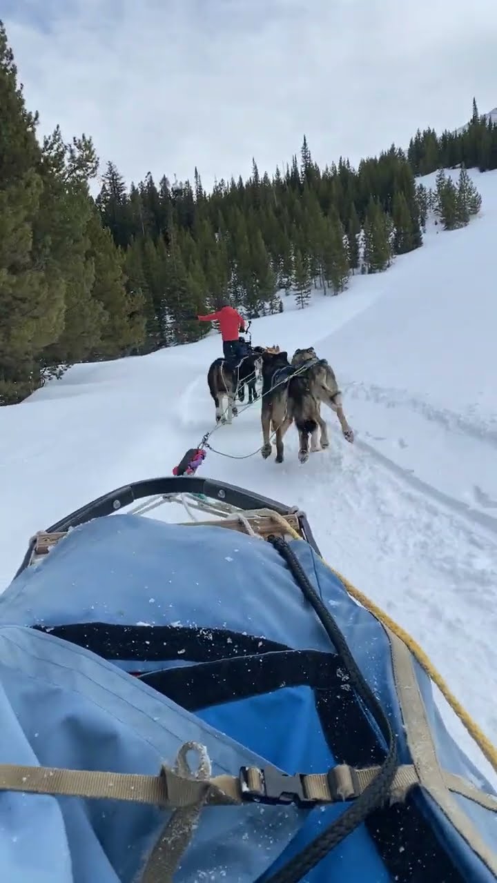 Dog Sledding in Big Sky || ViralHog
