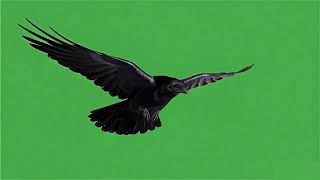 Crow Green Screen Video Flying Crow Clip For Creators
