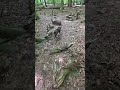 Ava in het bos