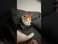 構ってなかったら猫が拗ねてて可愛い笑