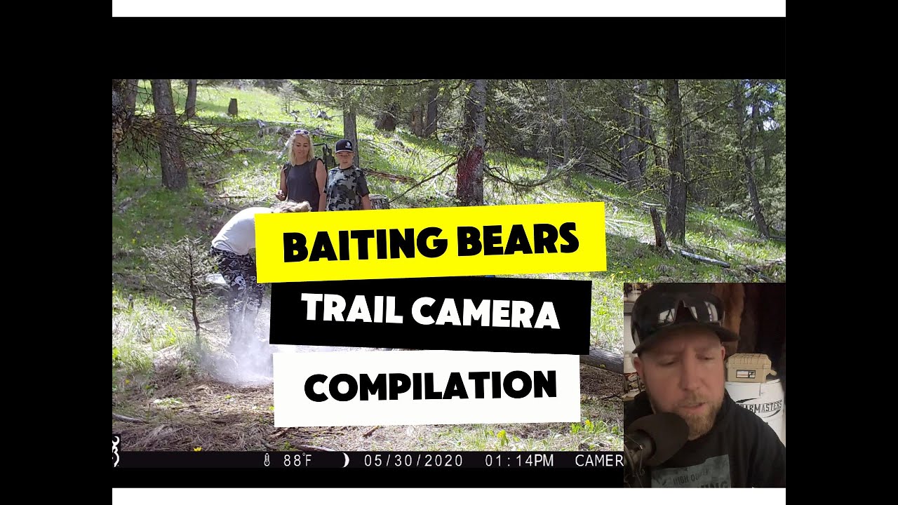 Baiting Bears Trail Camera Compilation and Discussion