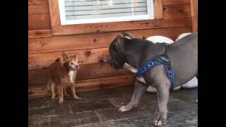 pitbull vs chihuahua