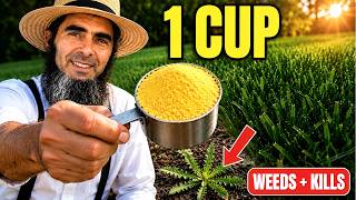 1 Cup of This Starves Every Weed to Death — While Feeding Your Grass | AMISH Secret