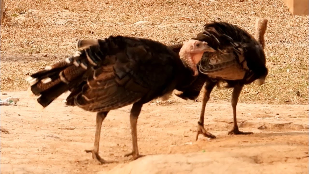 explorer 1 Turkey Chicken Live In Cambodia.