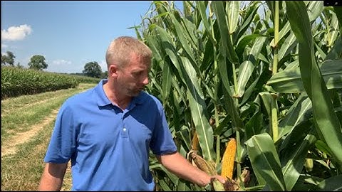 How to Calculate Estimated Corn Yield