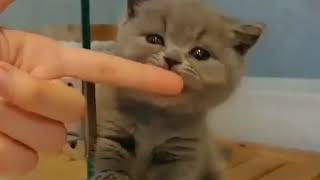 Funny animals - Funny cats | dogs - Funny animal videos #FunnyCAT #cats #cat #AdorableAnimals by Adorable Animals 58 views 1 year ago 55 seconds