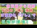 【99％の家庭菜園が知らない】農薬を買う前にこれを見て！納豆菌をも超える「奇跡の最強菌液」が誕生…冷蔵庫の「アレ」を混ぜるだけで枯れた土が劇的に蘇る幻の発酵水【えひめAI 2】