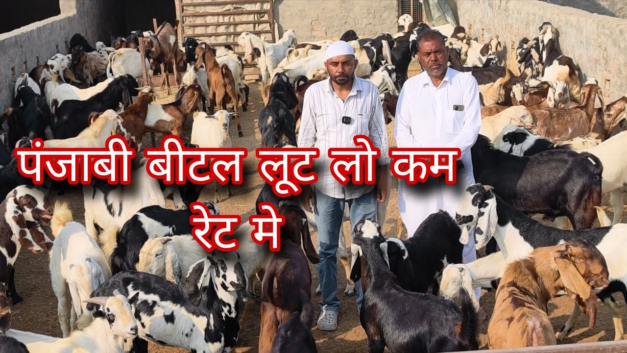 सस्ते में बिल्कुल पंजाबी बीटल बकरे बिकाऊ गुजरात बिके 