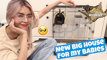 #3 Nhật ký Sóc bay - Nhà Mới To Xịn Sò Của 2 Bố Con Milky & Coffee