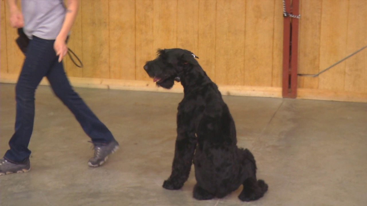 male giant schnauzer