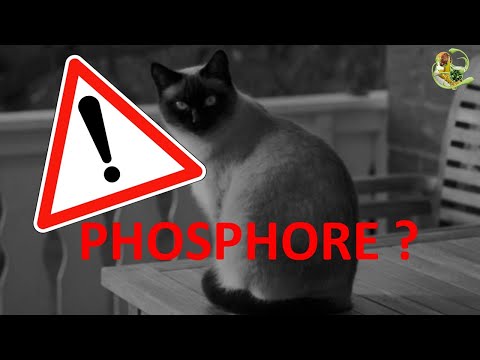 Vidéo: Excès De Phosphore Dans Le Sang Des Chats