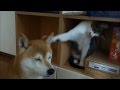 ある朝の柴犬いちごと猫ミルキー Cat and Shiba Inu