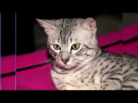 Видео: Кошка породы египетская мау гипоаллергенна, здорова и продолжительна