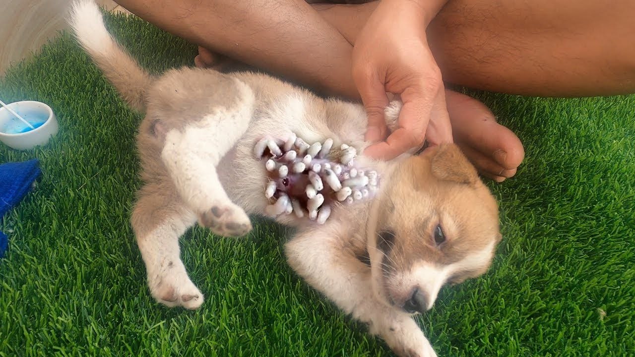 rescuer found a stray puppy in rubbish dump in starving condition