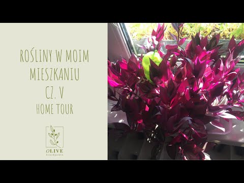 Rośliny w moim mieszkaniu cz. 5 | Home Tour | Plant Tour | Kolekcja moich roślin