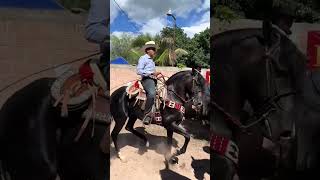 ???? #pmga000 #caballosbailadores #gdl #caballos #jalisco