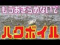 【ボイル祭り】日本各地で毎年恒例のハク(ボラの幼魚)に依存したシーバスがボイルしているにも関わらずまったく口を使わないなんてことをよく聞きます。日本有数のボラ依存地域涸沼でのハク攻略は一見の価値あり!