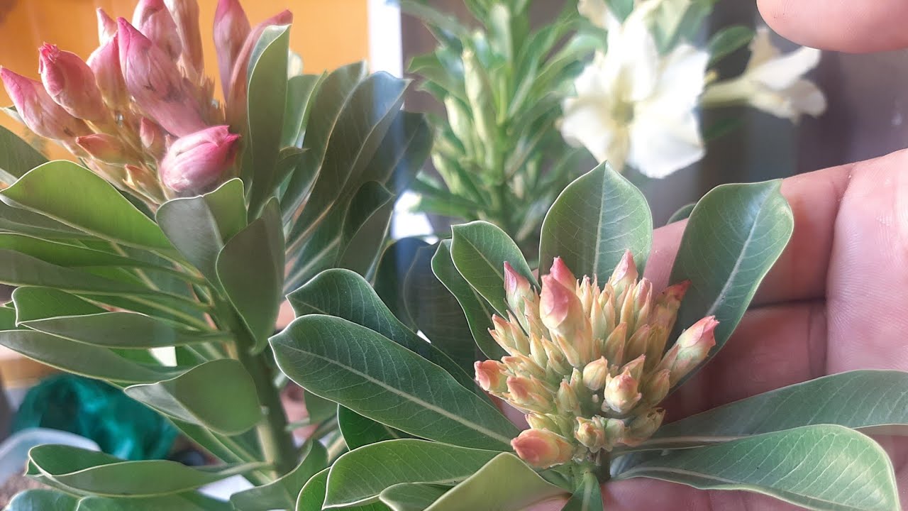 Adubo que faz rosa do deserto florir mais de 40 botões em cada galho