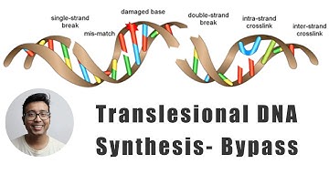 Translesional DNA synthesis -The bypass mechanism