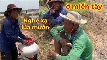 nghề xạ lúa giống mướn ở miền tây Tuấn Thái Trị