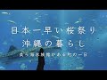 【日本一早い桜🌸2023】映画「糸」の古民家で暮らしてみた | 桜まつりと美ら海水族館|フクギ並木|沖縄そば|1月にお花見できる本部町の琉球寒緋桜|田舎暮らしvlog