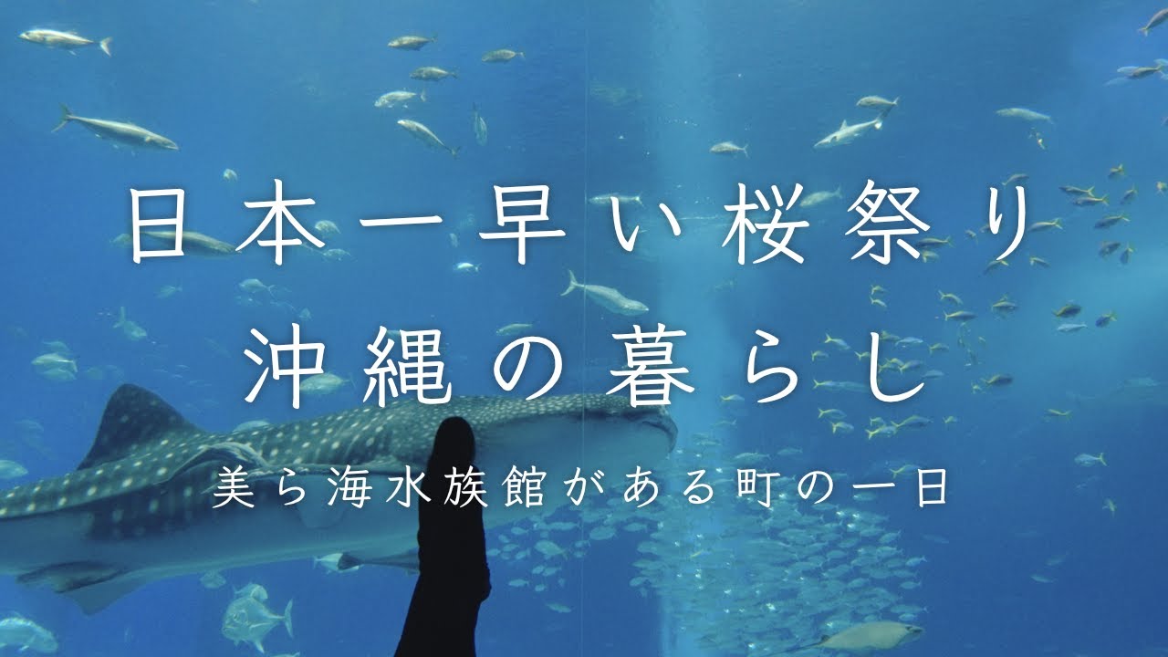 【日本一早い桜🌸2023】映画「糸」の古民家で暮らしてみた | 桜まつりと美ら海水族館|フクギ並木|沖縄そば|1月にお花見できる本部町の琉球寒緋桜|田舎暮らしvlog
