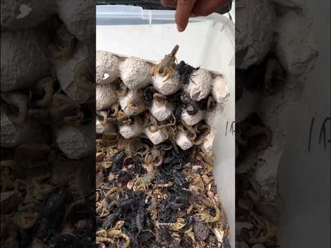 Scorpion farming in