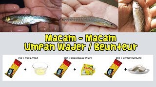 Umpan Jitu Ikan Wader Uceng Beunteur  Wbmi Share