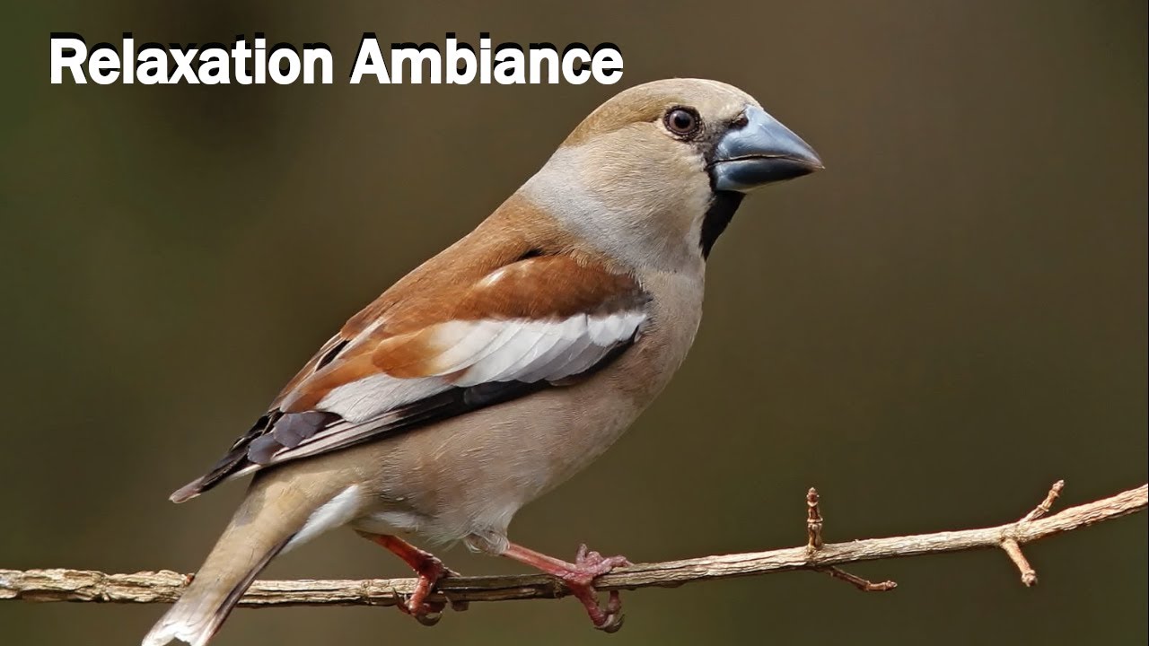 Gros bec casse noyaux chant relaxation ambiance