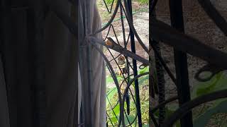 #greenanole #anole #native #florida #widlife
