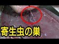 10キロ級のブリを捌いたら寄生虫が大量に出てきた『ブリのさばき方』【198本目】
