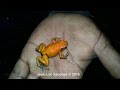 Phyllobates terribilis la rana mas venenosa del mundo choco cauca colombia