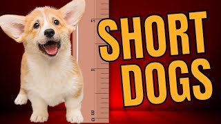 Top 5 Short Dog Breeds 🐾Dogs 101 🐾Long Body Short Legs by Animal Facts 1,231 views 3 months ago 8 minutes, 4 seconds