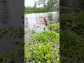 Watch Baby Snakehead Catch under Hyacinth with Push Net 🎣#ytshorts #shorts