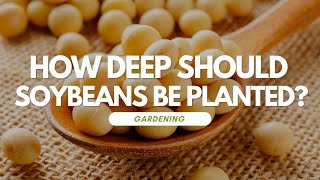 How Deep Should Soybeans Be Planted?