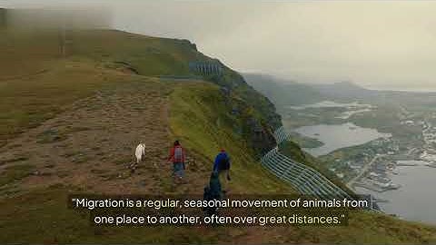 The Great Migration: How Animals Navigate Across Continents