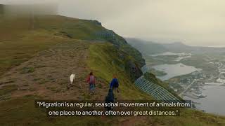 The Great Migration: How Animals Navigate Across Continents