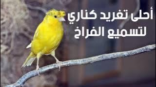 أحلى تغريد كناري لتعليم الفراخ Chant Canari